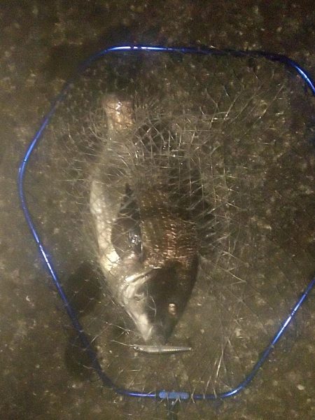 シーバス狙いでしたが…