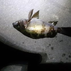 爆風予報ですがメバリング