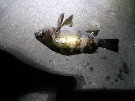 爆風予報ですがメバリング