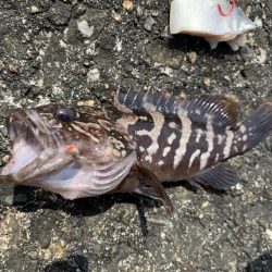 和歌浦で穴釣り