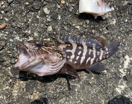 和歌浦で穴釣り