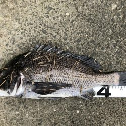 イチノ兄弟、釣果！