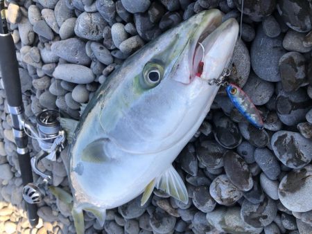 やっと釣れました