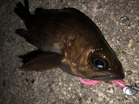 メバル終了のお知らせ