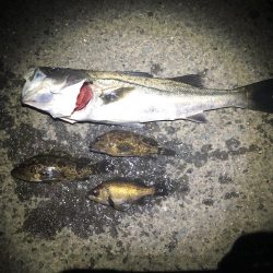 メバリングロッドで55センチのシーバス