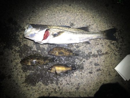 メバリングロッドで55センチのシーバス