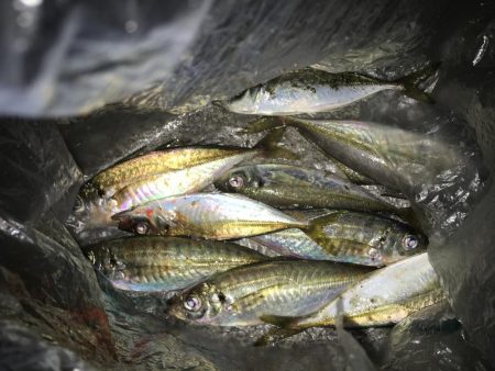 千田漁港が熱い