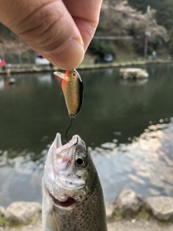 千早川マス釣り場でトップゲーム