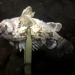 珍しくクロソイが出た