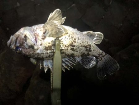 珍しくクロソイが出た