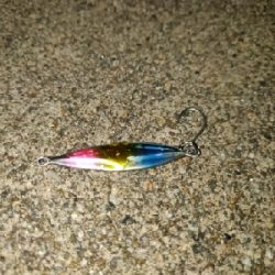 ちょっと良いヤリイカ