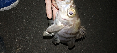 ちょろっとメバル