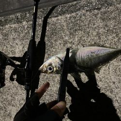 渋めのアジング