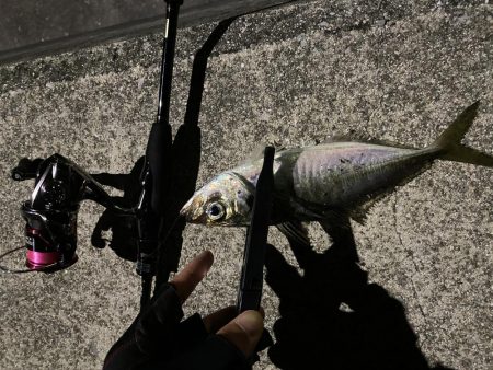 渋めのアジング