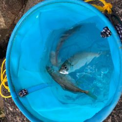 小アジ釣れ始め