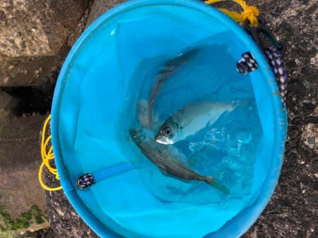 小アジ釣れ始め