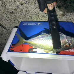 上関アジング！尺か？