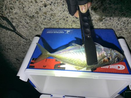 上関アジング！尺か？