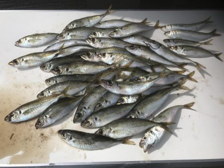 アジ　釣れすぎ笑