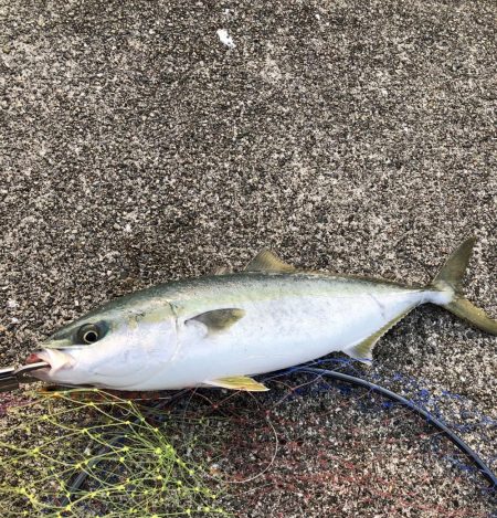 まさかのハマチ