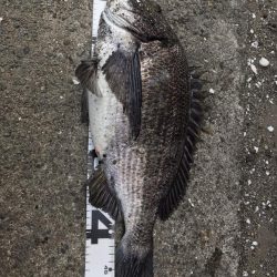 イチノ兄弟、釣果！