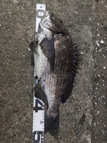 イチノ兄弟、釣果！