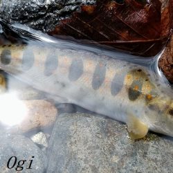 またよく釣れた揖保川支流