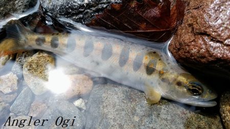 またよく釣れた揖保川支流