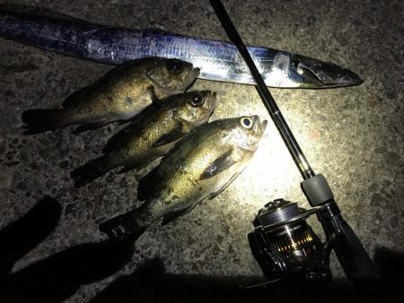 なぜ釣れない？…