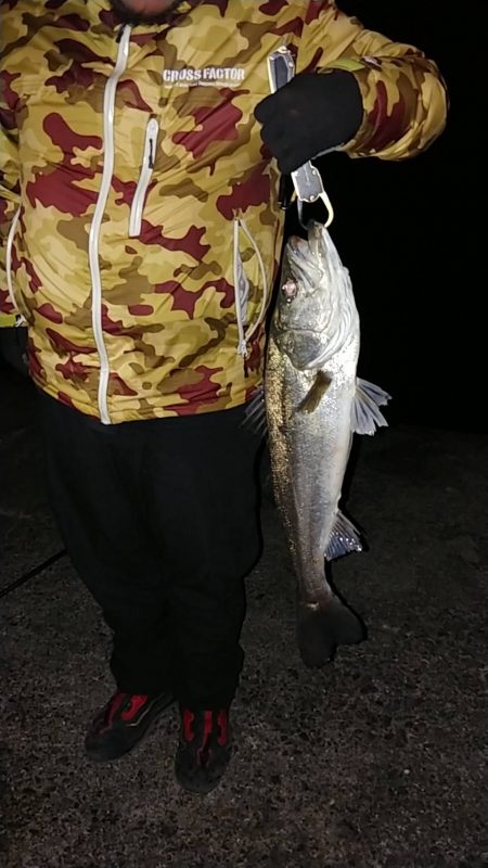 シーバス&アコウ