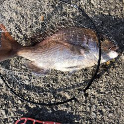 ショアタイラバ