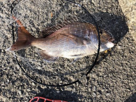 ショアタイラバ