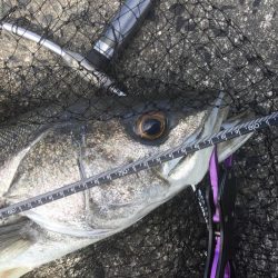 デイゲームランカー