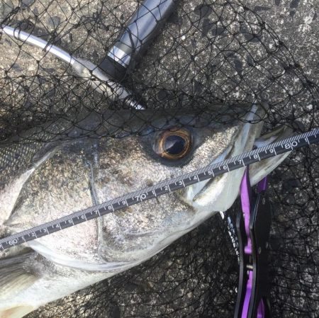 デイゲームランカー