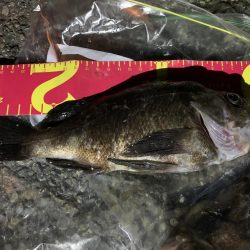 深夜のナイトメバリング