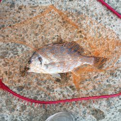 散歩タイムキビレ