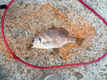 散歩タイムキビレ