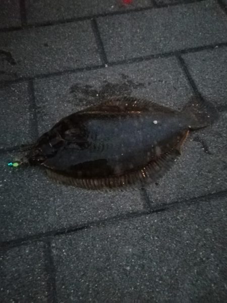 穴子狙いがカレイ！いや穴子も！