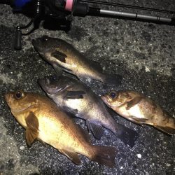 久しぶりの快勝！！