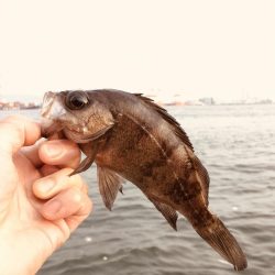 メバリング時々ガシリング