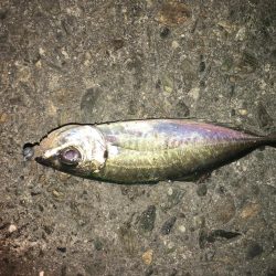 ひっそりアジング