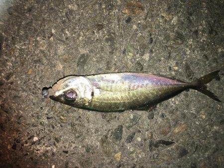 ひっそりアジング