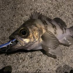 近場でプラッキング