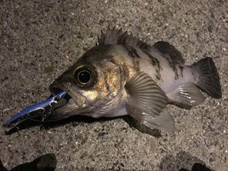 近場でプラッキング