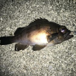 下潮メバリング