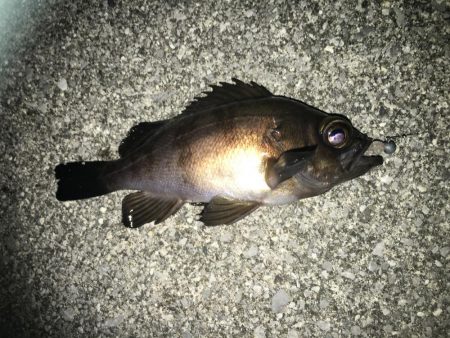 下潮メバリング