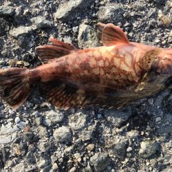 今年もガシラから。