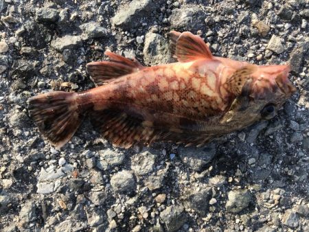 今年もガシラから。