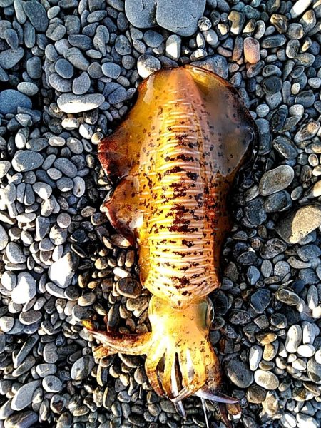 これからが、春イカの季節ですね!!