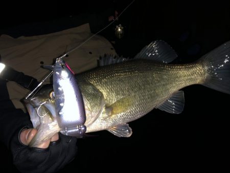 久しぶりの、バッスン